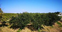 Agricultural land with 620 Carob trees and warehouse
