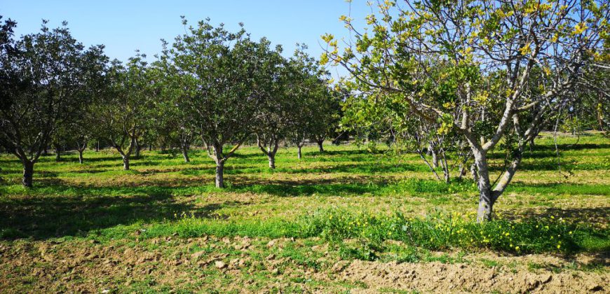 Agricultural land with 620 Carob trees and warehouse