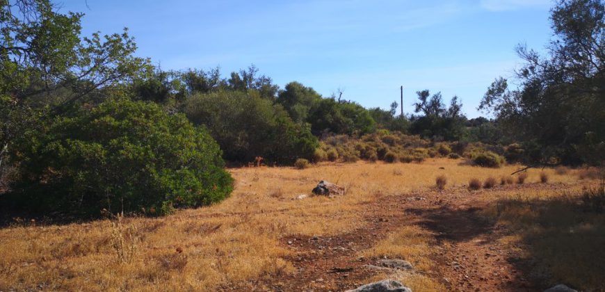 Rustic land with 1ha near Moncarapacho